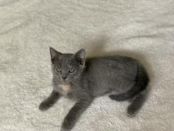 Reunited Female Cat last seen Chapel Hill and Balderas, Brighton, CO 80601
