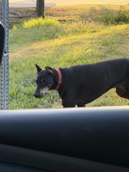 Found/Stray Female Dog last seen Spring Lake Dr and Woodchester, Mesquite, TX 75149