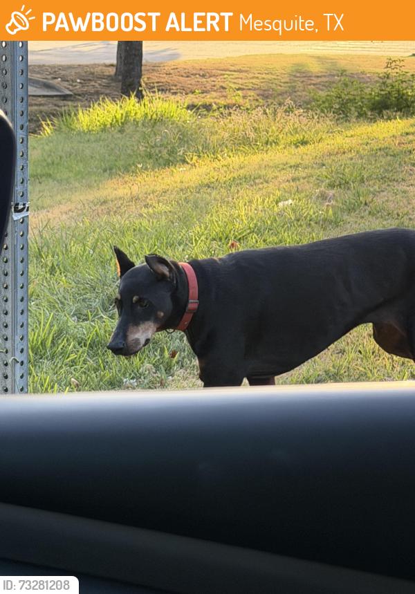 Found/Stray Female Dog last seen Spring Lake Dr and Woodchester, Mesquite, TX 75149