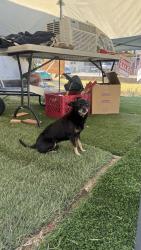 Lost Male Dog last seen Chamoune Ave, San Diego, CA 92105
