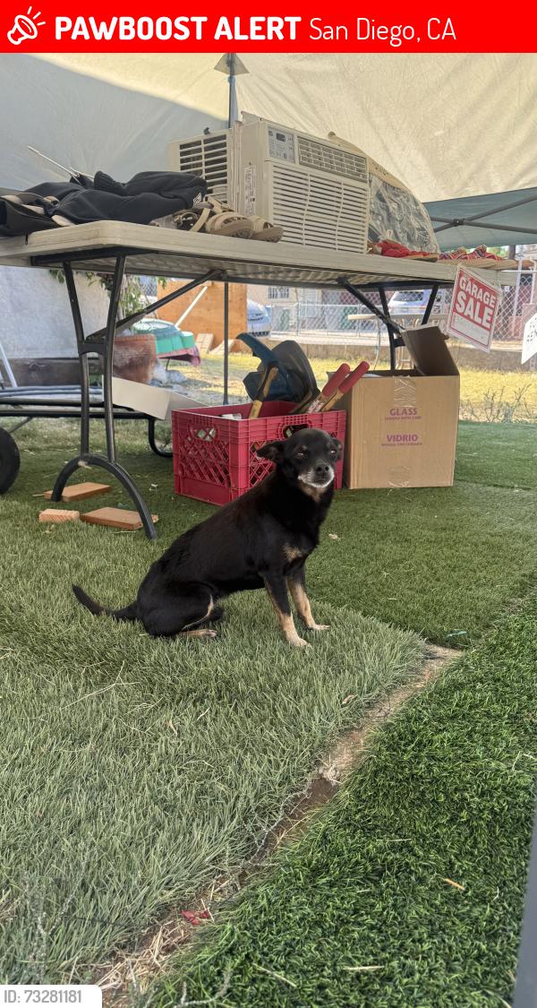 Lost Male Dog last seen Chamoune Ave, San Diego, CA 92105