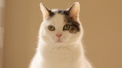 Lost Male Cat last seen BasketBall court, New Philadelphia, OH 44663