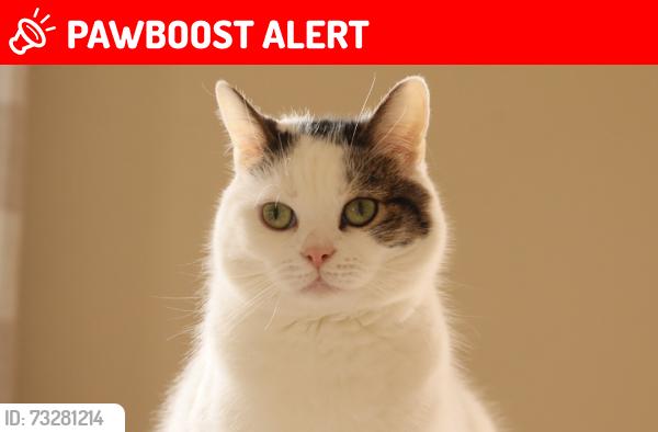 Lost Male Cat last seen BasketBall court, New Philadelphia, OH 44663