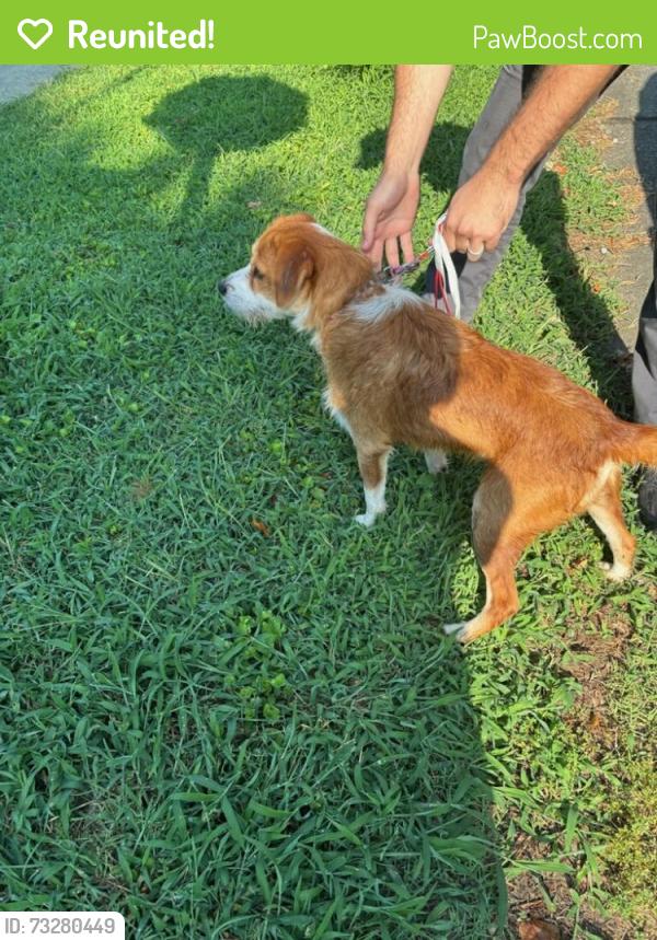 Reunited Male Dog last seen S. Fourth and Jackson, Mebane, NC 27302
