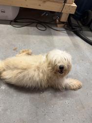 Found/Stray Unknown Dog last seen Oakhurst meadows dr, Porter, TX 77365