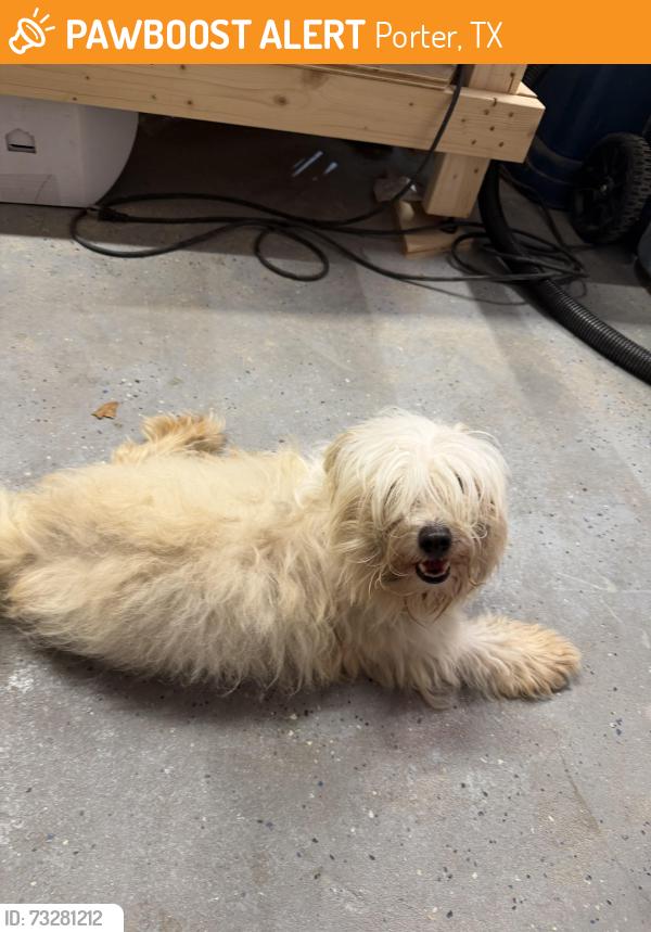 Found/Stray Unknown Dog last seen Oakhurst meadows dr, Porter, TX 77365