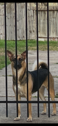 Lost Female Dog last seen West Orem and white heather, Houston, TX 77045