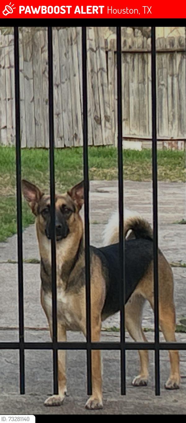 Lost Female Dog last seen West Orem and white heather, Houston, TX 77045