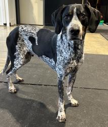 Lost Male Dog last seen Bush Ave and Atlantic street, Saint Paul, Saint Paul, MN 55106