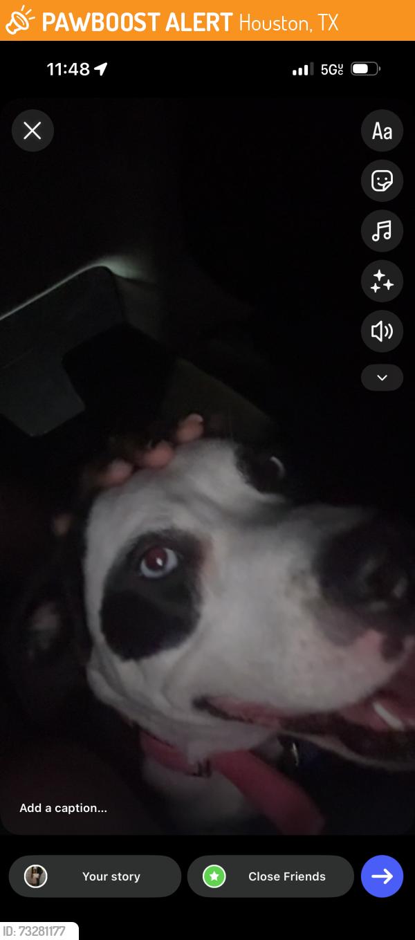 Found/Stray Female Dog last seen Grand west hses, Houston, TX 77051