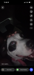 Found/Stray Female Dog last seen Grand west hses, Houston, TX 77051