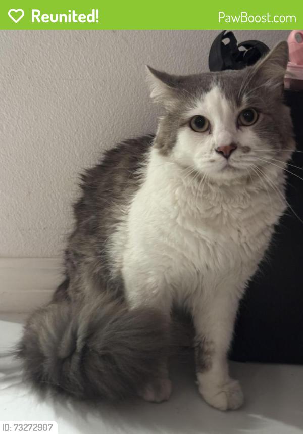 Reunited Male Cat last seen Near College Blvd, Oceanside, CA 92056, Oceanside, CA 92056