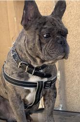 Lost Male Dog last seen Victorville, Victorville, CA 92307