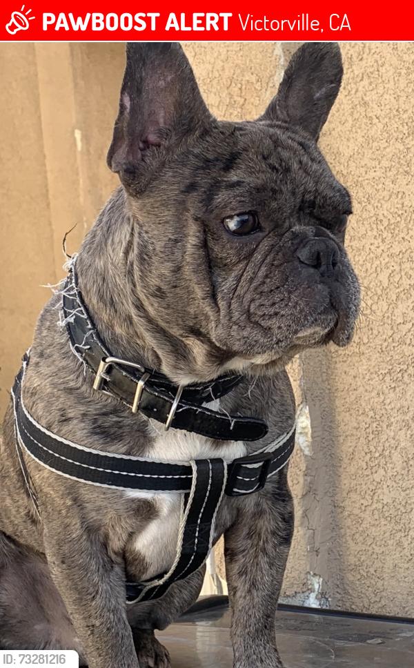 Lost Male Dog last seen Victorville, Victorville, CA 92307