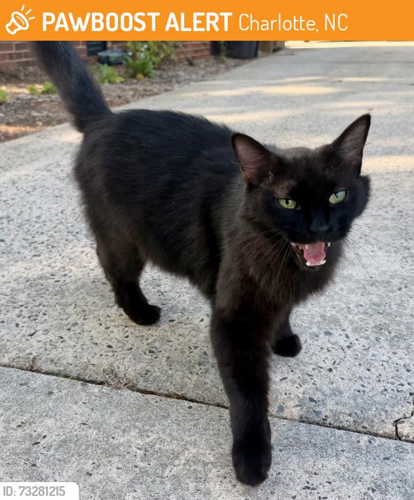 Found/Stray Male Cat last seen Woodlawn Rd, Charlotte, NC 28209