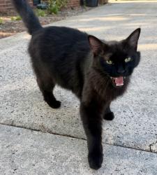 Found/Stray Male Cat last seen Woodlawn Rd, Charlotte, NC 28209
