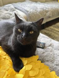 Reunited Male Cat last seen Randolph Street and Wisconsin Ave in Oak Park, near YMCA, Oak Park, IL 60302