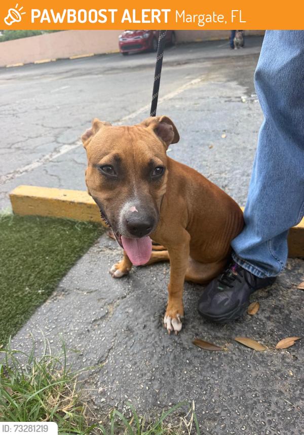 Found/Stray Female Dog last seen Near South State Road 7, Margate, FL 33068