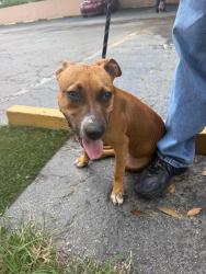 Found/Stray Female Dog last seen Near South State Road 7, Margate, FL 33068