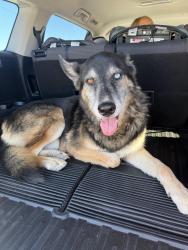 Found/Stray Male Dog last seen Orange terrace and the grove, El Sobrante, CA 92503