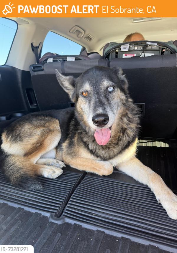Found/Stray Male Dog last seen Orange terrace and the grove, El Sobrante, CA 92503