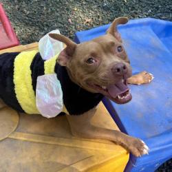 Shelter Stray Female Dog last seen , 5287 Covington Hwy, Decatur, GA 30035, USA