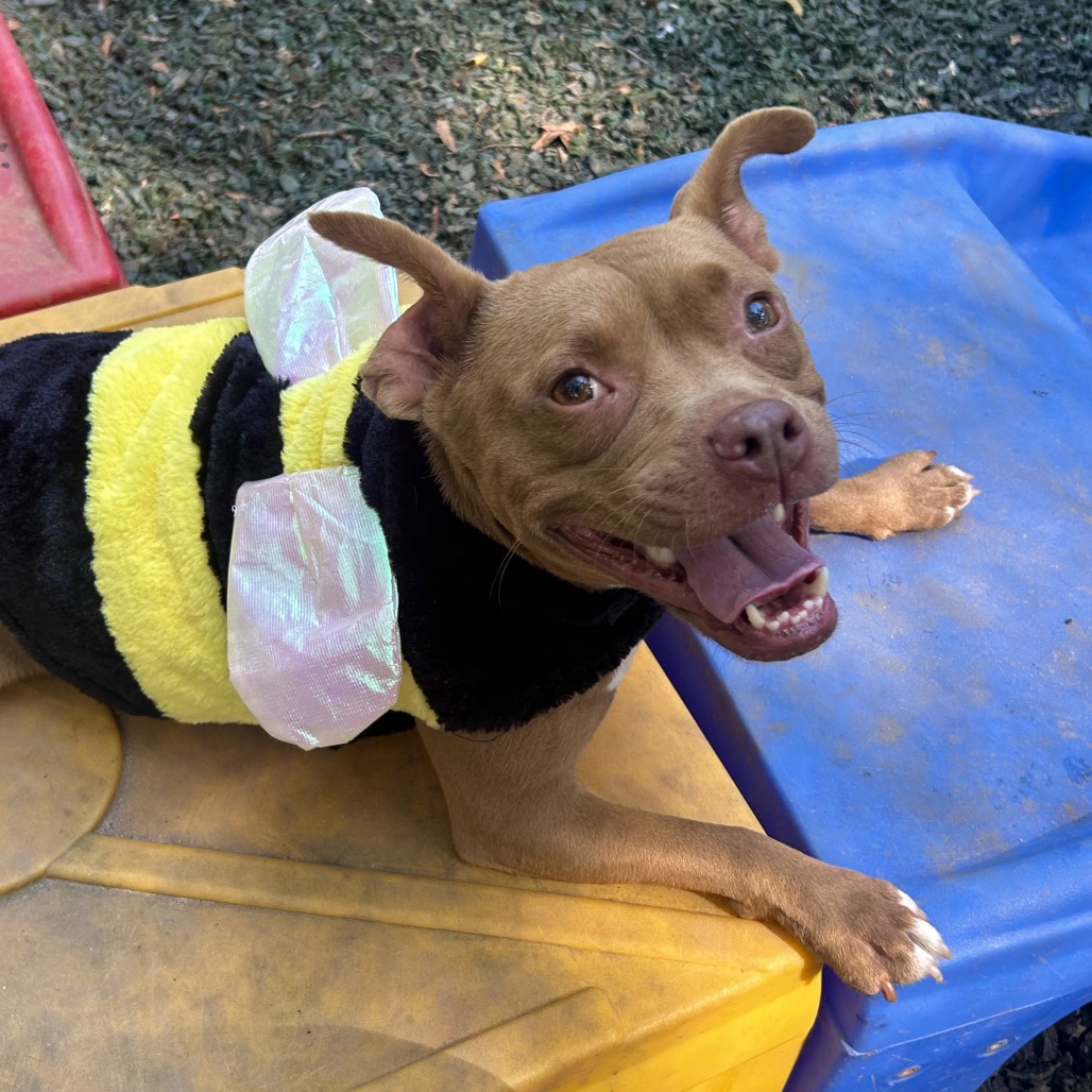 Shelter Stray Female Dog last seen , 5287 Covington Hwy, Decatur, GA 30035, USA