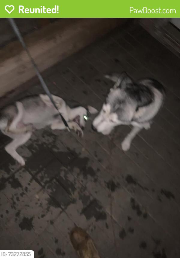 Reunited Female Dog last seen Clay & Cambell, Houston, TX 77080