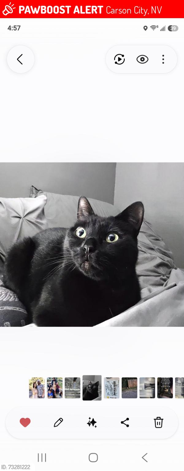 Lost Female Cat last seen Telegraph, Carson City, NV 89703