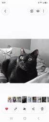 Lost Female Cat last seen Telegraph, Carson City, NV 89703