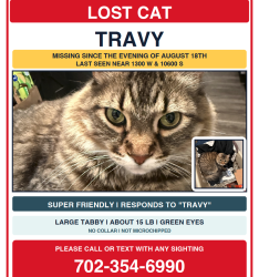 Lost Male Cat last seen W South Jordan Pkwy and S Temple Dr, South Jordan, UT 84095