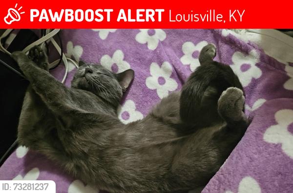 Lost Male Cat last seen Phylis and 7th, Louisville, KY 40215