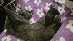 Lost Male Cat last seen Phylis and 7th, Louisville, KY 40215