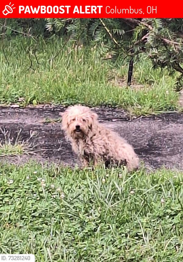 Lost Male Dog last seen Brentnell at Myrtle, Columbus, OH 43219