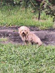 Lost Male Dog last seen Brentnell at Myrtle, Columbus, OH 43219