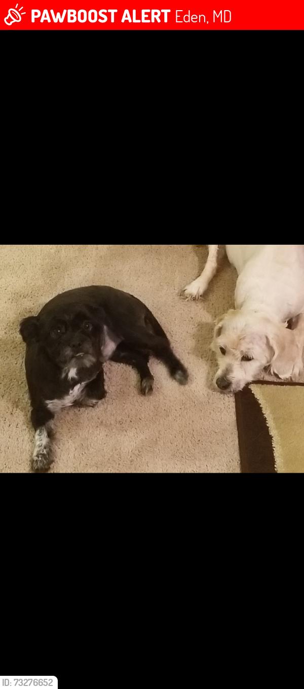 Lost Male Dog last seen Eden md, Eden, MD 21822