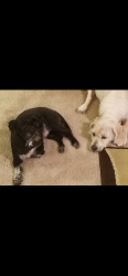 Lost Male Dog last seen Eden md, Eden, MD 21822