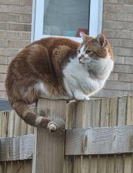 Lost Male Cat last seen Knaresborough, North Yorkshire, England HG5 0GH