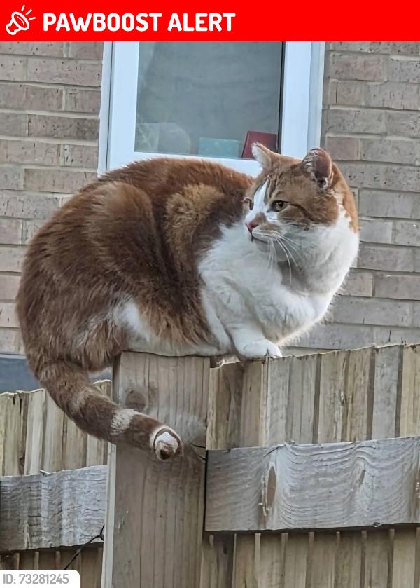 Lost Male Cat last seen Knaresborough, North Yorkshire, England HG5 0GH