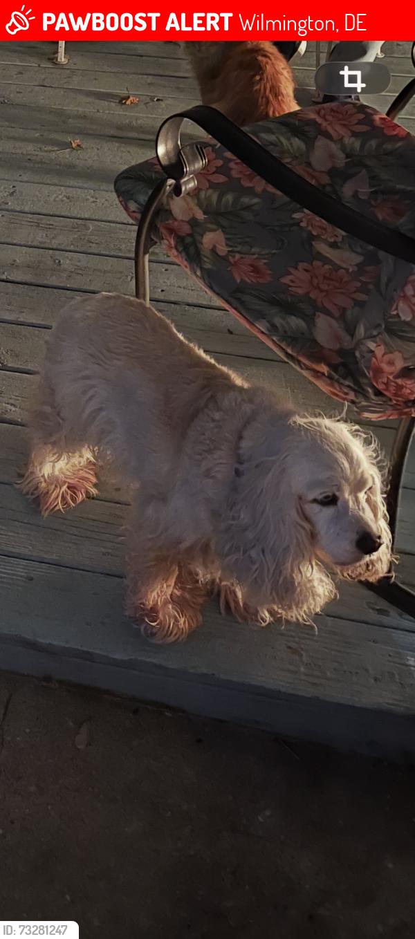 Lost Female Dog last seen Rodney,, Wilmington, DE 19805