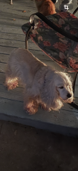 Lost Female Dog last seen Rodney,, Wilmington, DE 19805