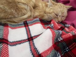 Lost Female Cat last seen Grey Road one around golf course, Georgian Bluffs, ON N0H 1S0