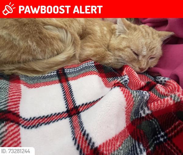 Lost Female Cat last seen Grey Road one around golf course, Georgian Bluffs, ON N0H 1S0
