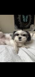 Reunited Male Dog last seen E Iliff Ave & S Xanadu Way, Aurora, CO 80014, USA, Aurora, CO 80014