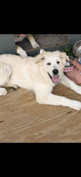 Reunited Female Dog last seen Burleson high school, Burleson, TX 76028