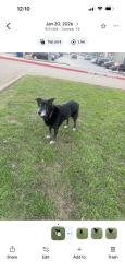Lost Female Dog last seen N Loop 336 and 75, Conroe, TX 77303