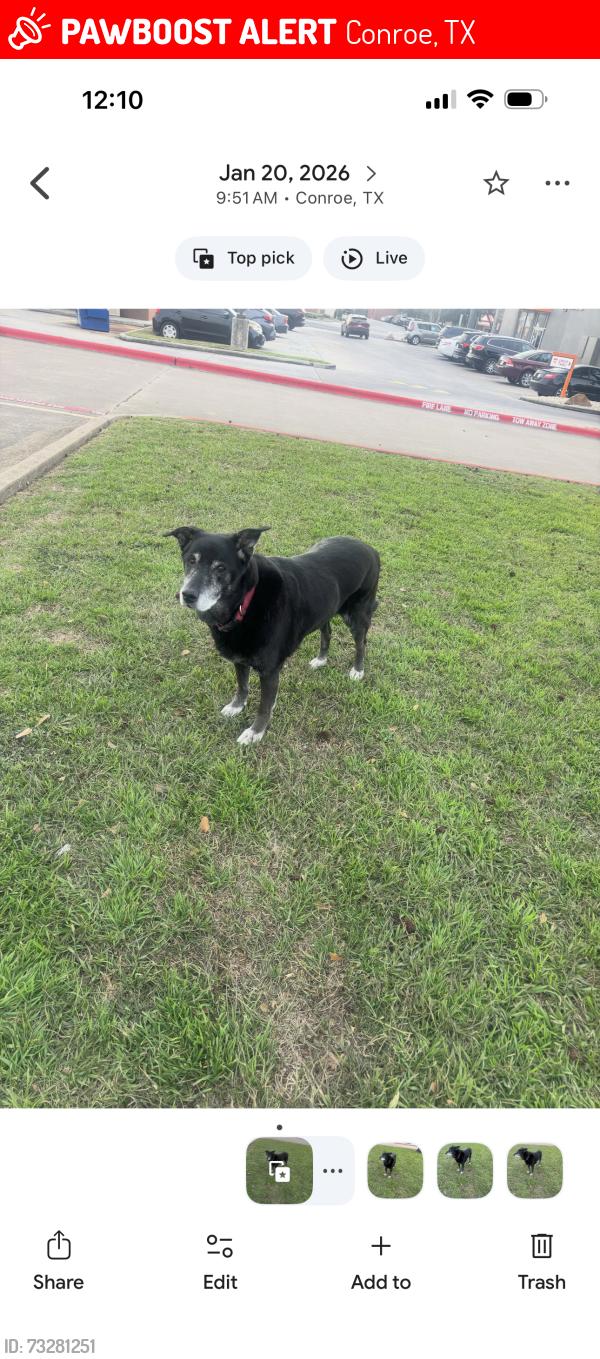 Lost Female Dog last seen N Loop 336 and 75, Conroe, TX 77303