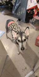Lost Female Dog last seen Washington heights, The Bronx, NY 10453