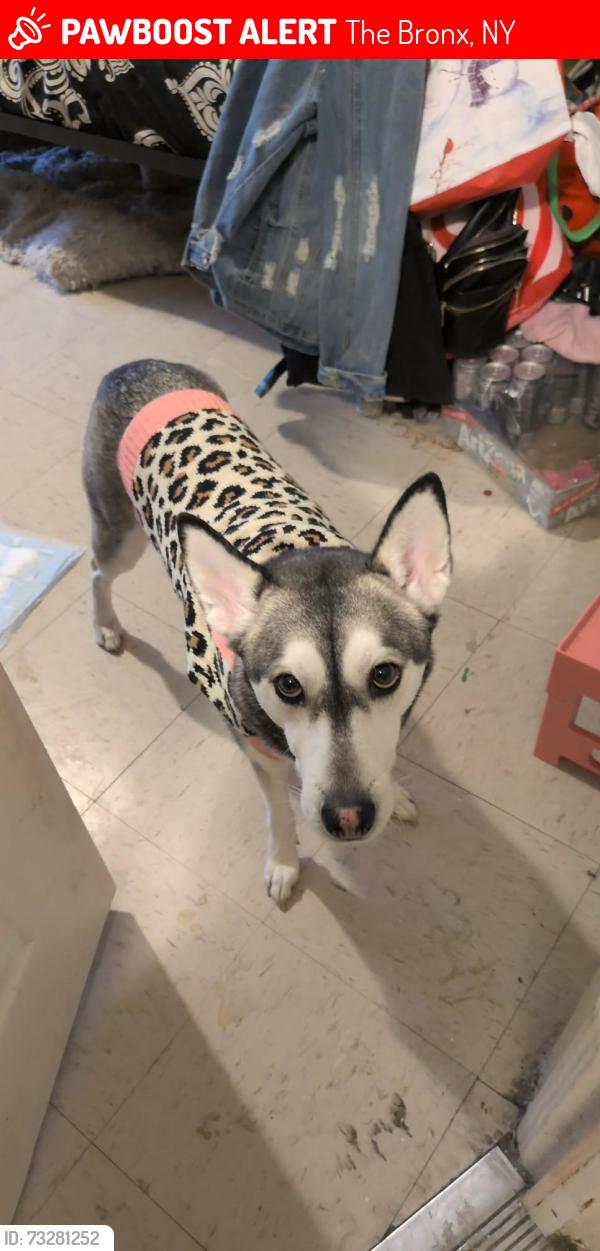 Lost Female Dog last seen Washington heights, The Bronx, NY 10453
