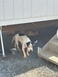 Found/Stray Female Dog last seen West Franklin Street, Anderson, SC 29624